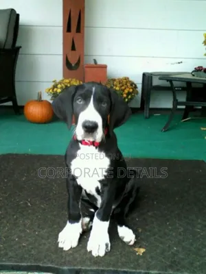 1-3 months Male Purebred Great Dane