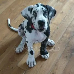 1-3 months Male Purebred Great Dane