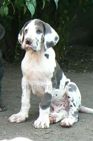 1-3 months Male Purebred Great Dane