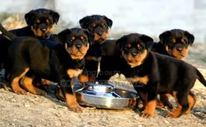 1-3 months Male Purebred Rottweiler