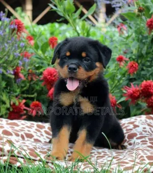 1-3 months Male Purebred Rottweiler