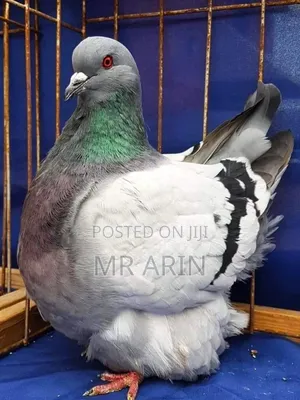 Mondaine Pigeon