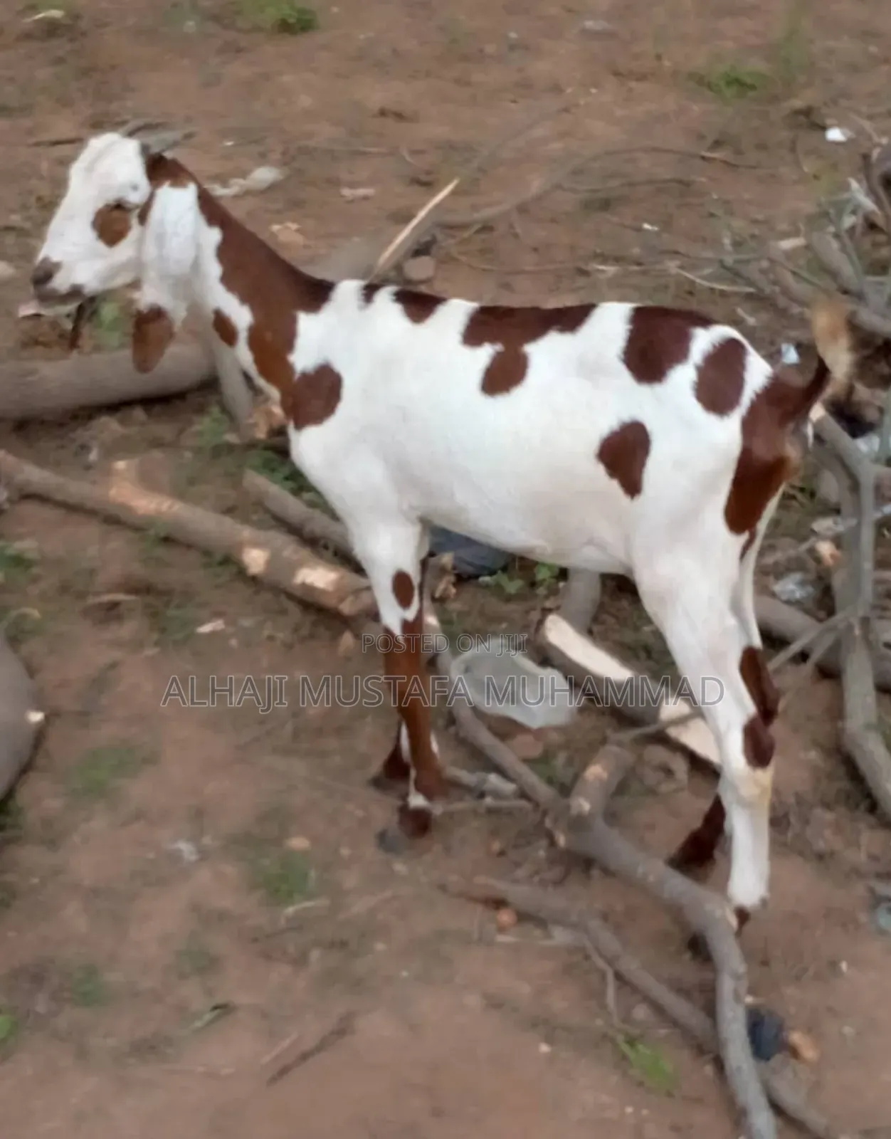 Nice Female Goat Seller