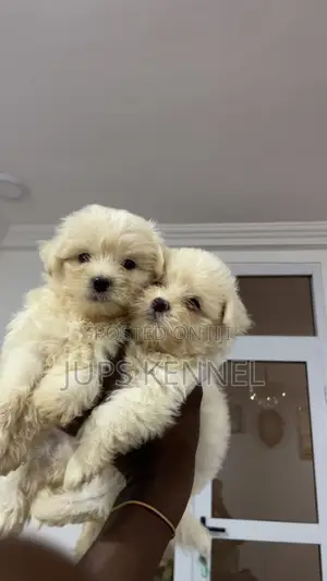 1-3 months Female Purebred Poodle