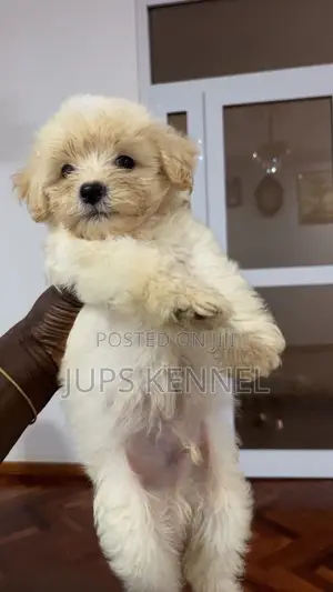 1-3 months Female Purebred Poodle
