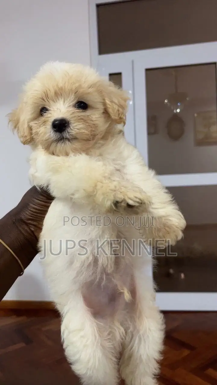 1-3 months Female Purebred Poodle