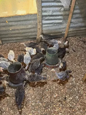 6 Weeks Hybrid Turkey Poults for Sale