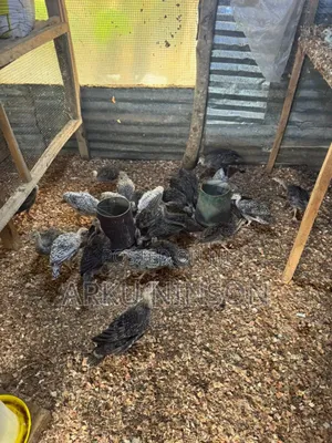 6 Weeks Hybrid Turkey Poults for Sale