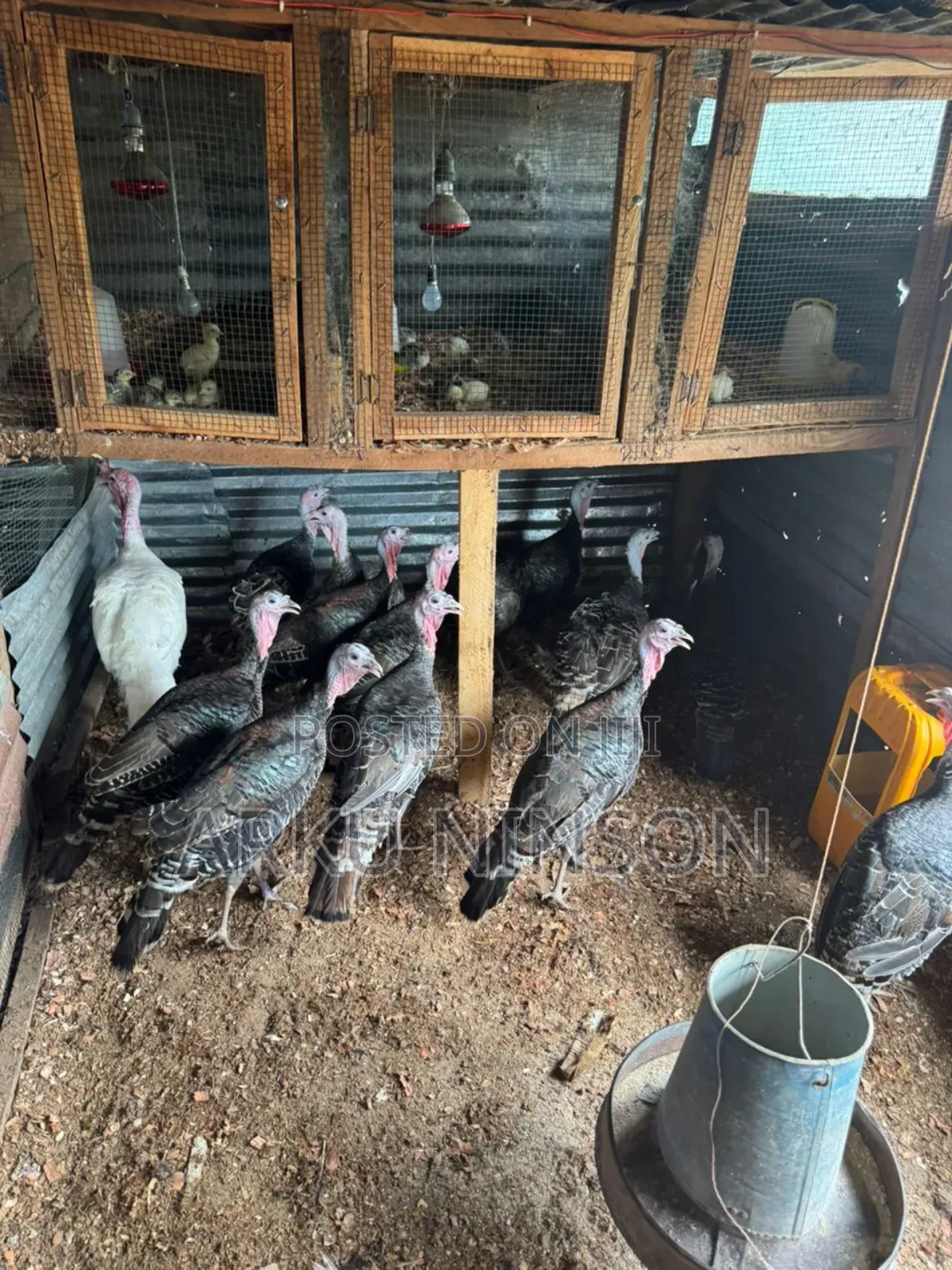 6 Weeks Hybrid Turkey Poults for Sale