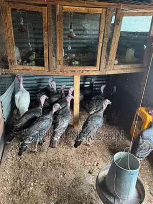 6 Weeks Hybrid Turkey Poults for Sale