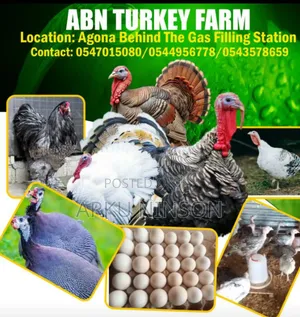 6 Weeks Hybrid Turkey Poults for Sale