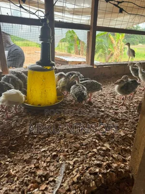 A.B.N Farm