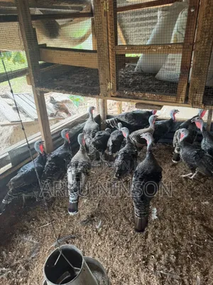 A.B.N Farm