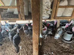 A.B.N Farm