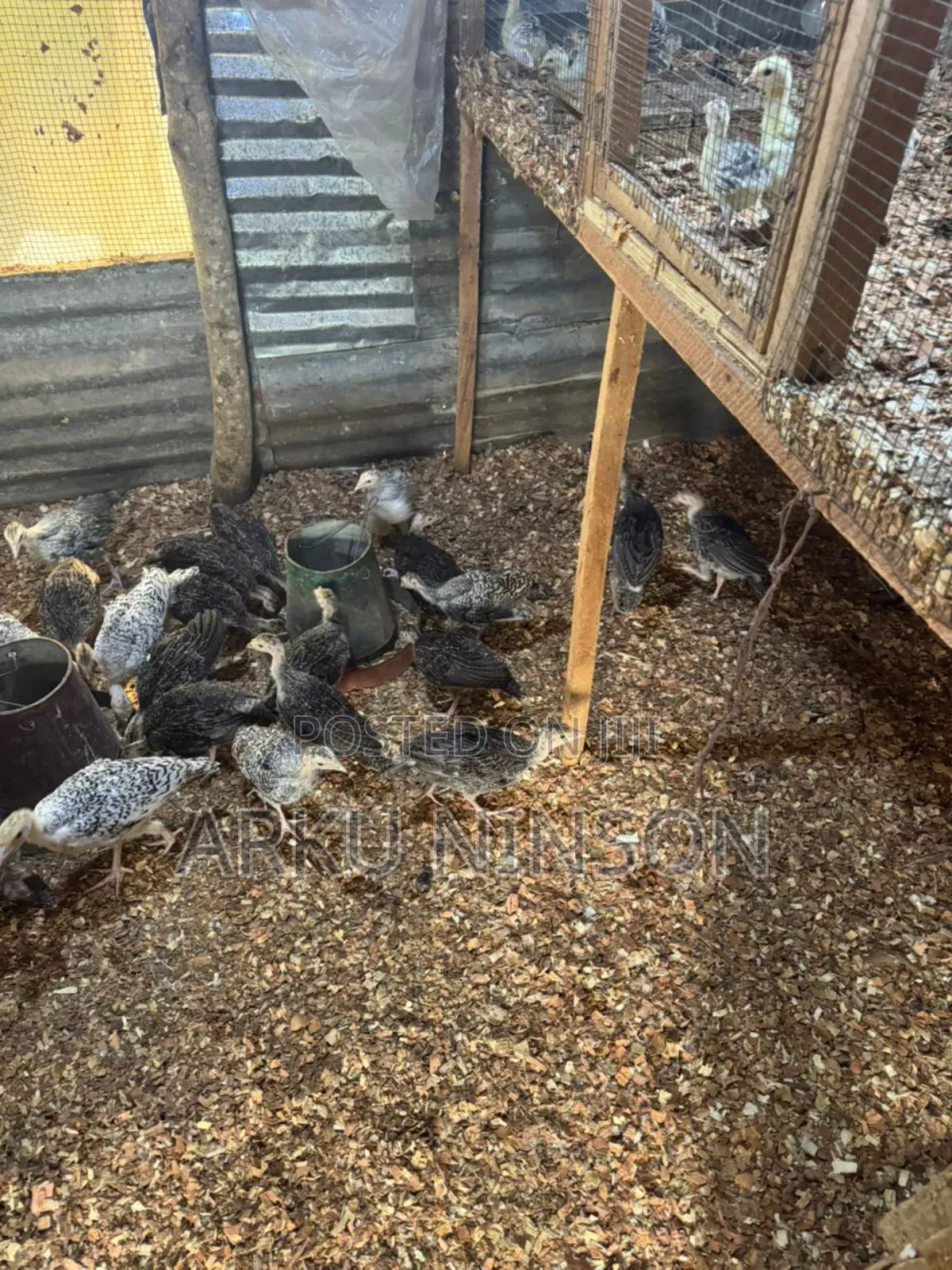 A.B.N Farm
