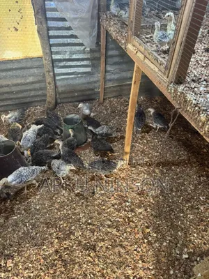 A.B.N Farm