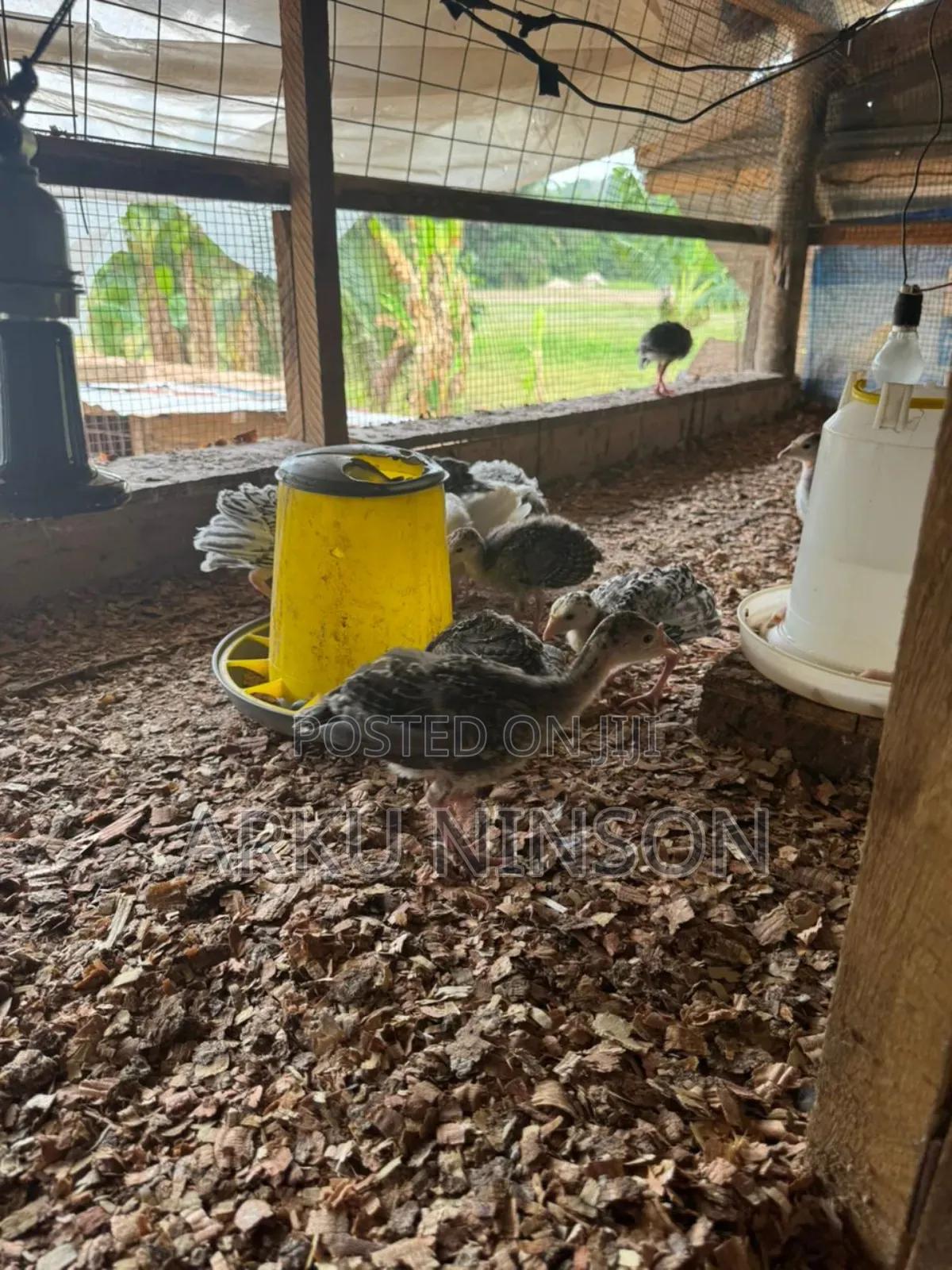 A.B.N Farm