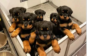 1-3 months Male Purebred Rottweiler
