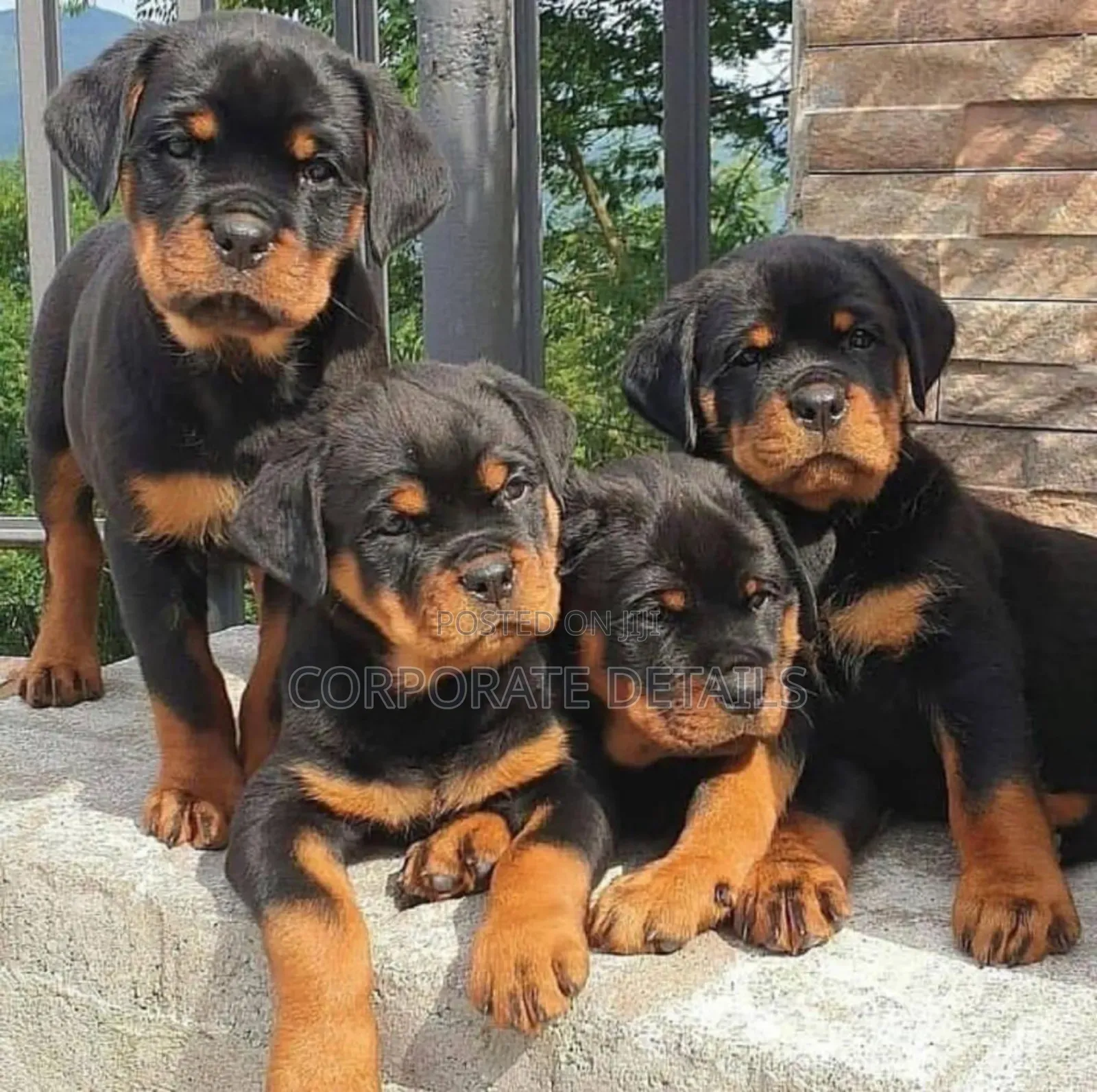 1-3 months Male Purebred Rottweiler