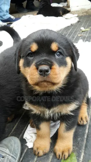 1-3 months Male Purebred Rottweiler