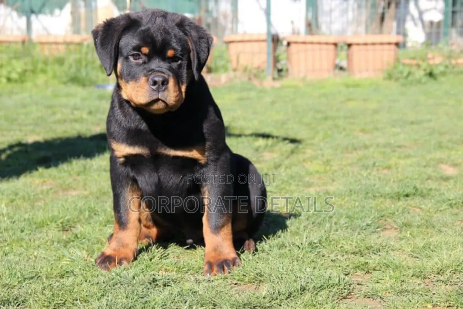 1-3 months Male Purebred Rottweiler