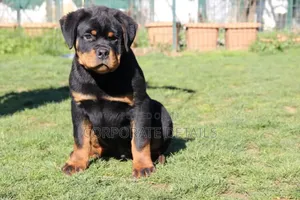 1-3 months Male Purebred Rottweiler
