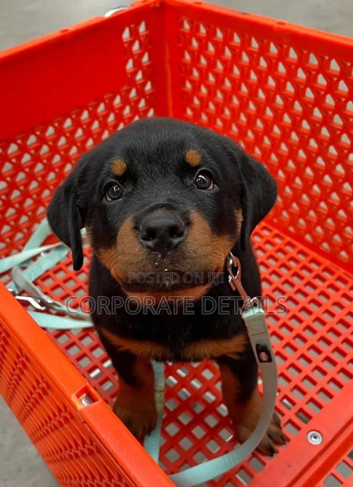 1-3 months Male Purebred Rottweiler
