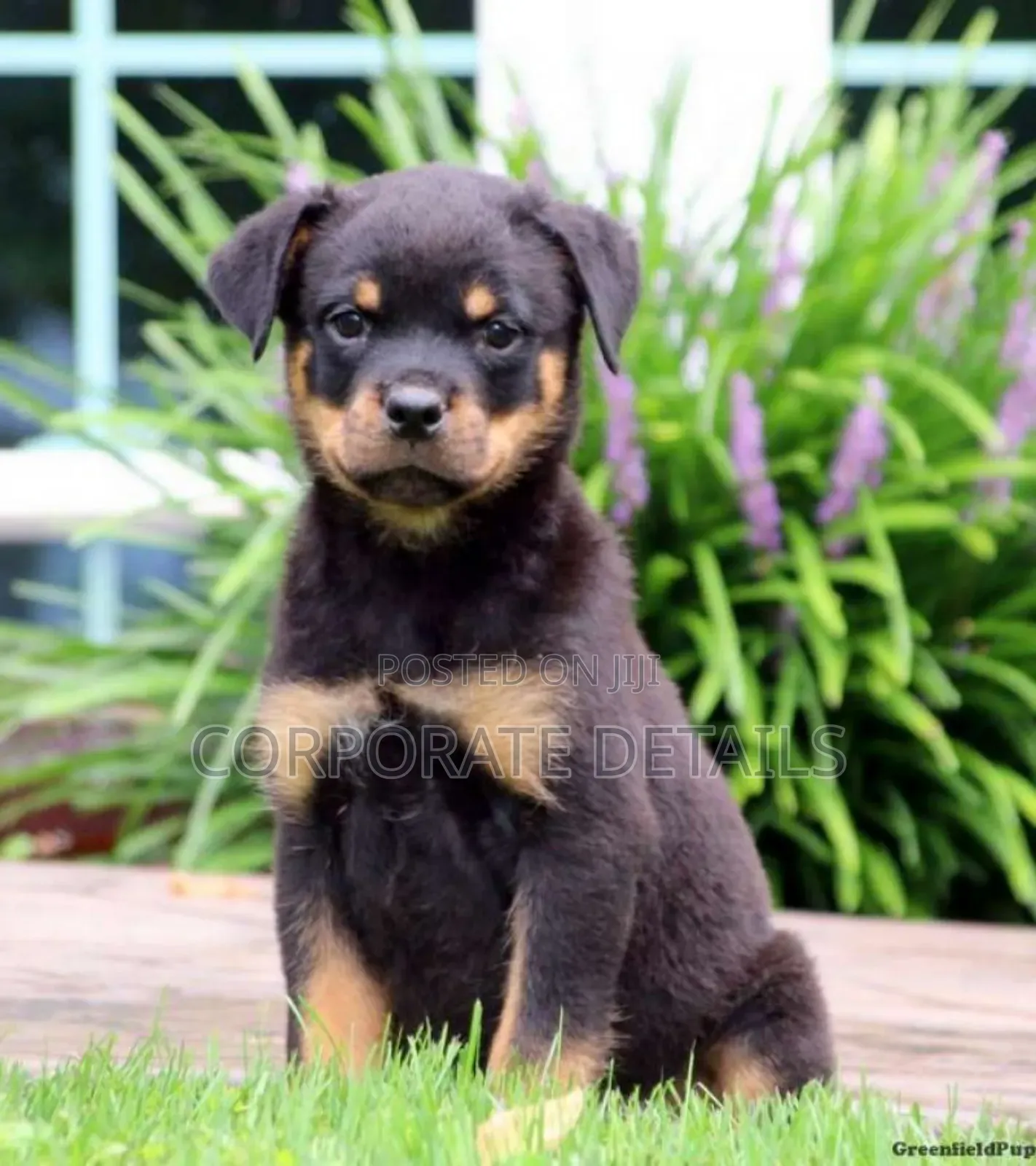 1-3 months Male Purebred Rottweiler