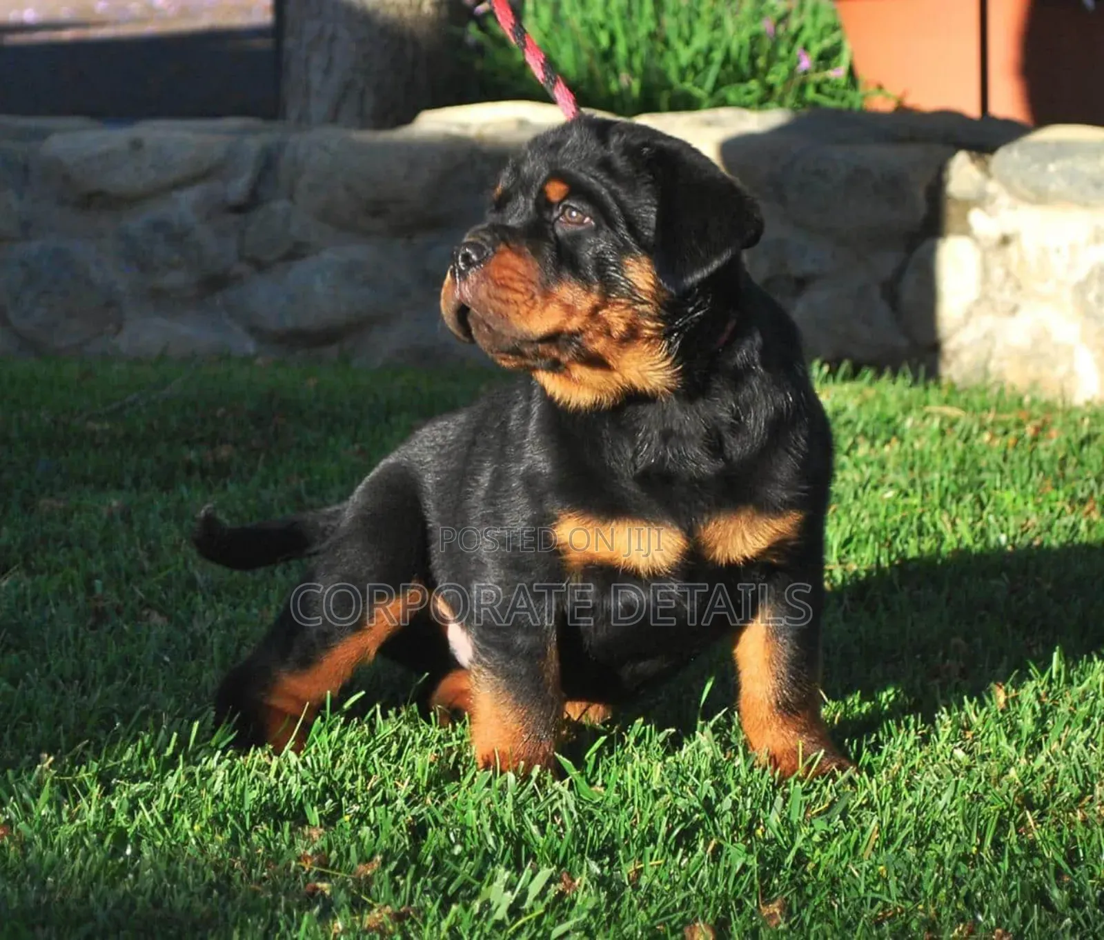 1-3 months Male Purebred Rottweiler