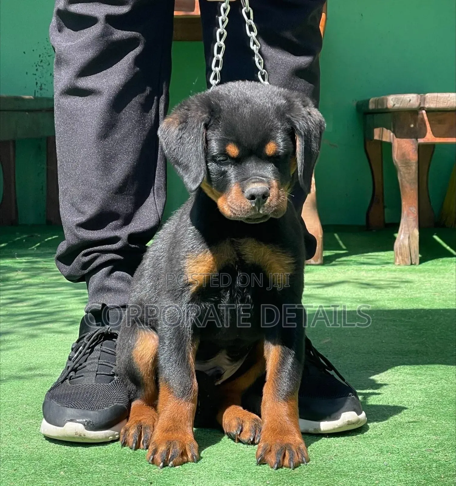 1-3 months Male Purebred Rottweiler