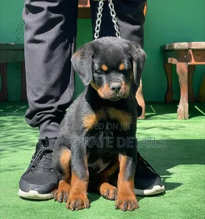 1-3 months Male Purebred Rottweiler
