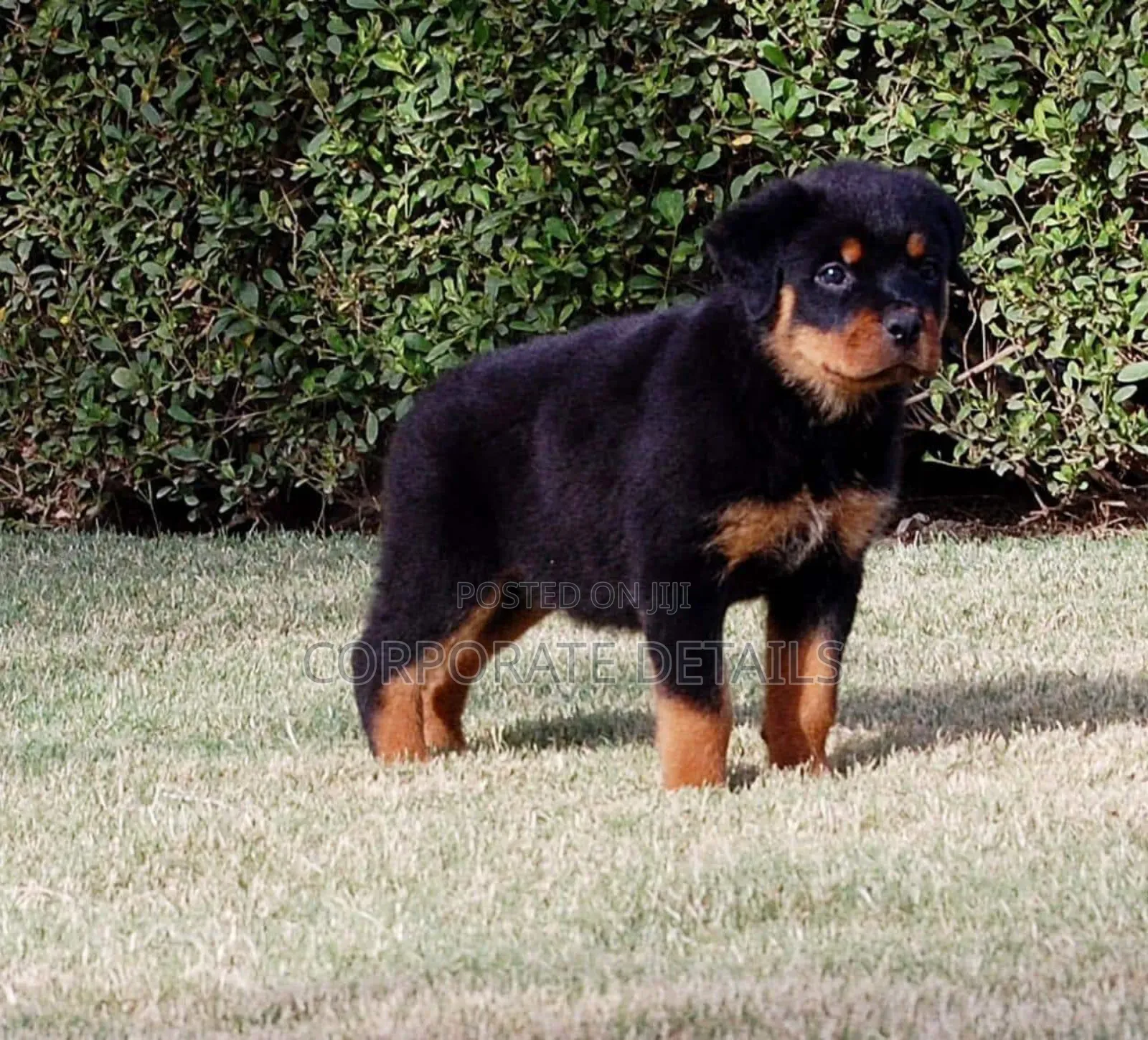 1-3 months Male Purebred Rottweiler