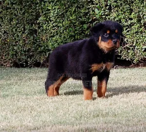 1-3 months Male Purebred Rottweiler