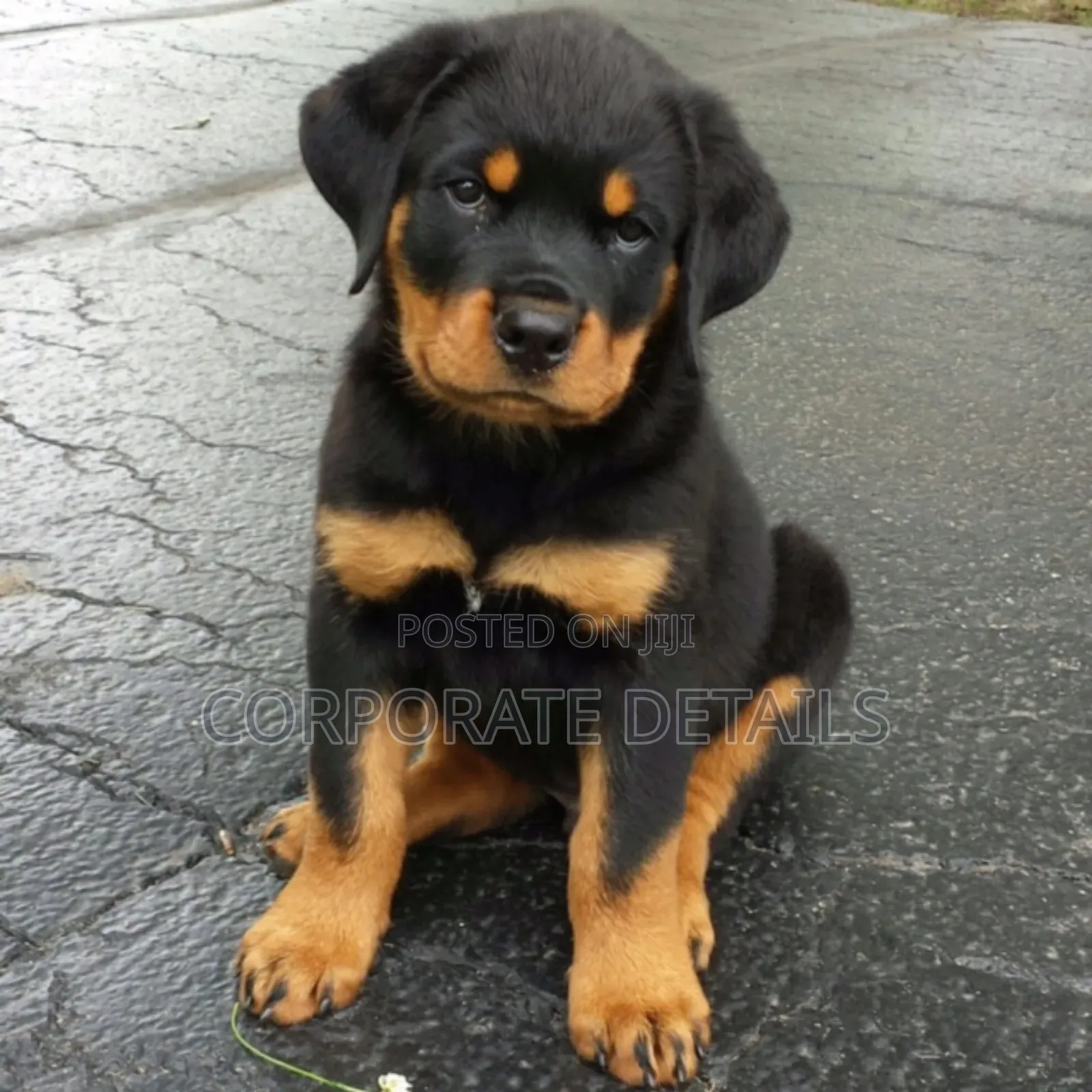 1-3 months Male Purebred Rottweiler