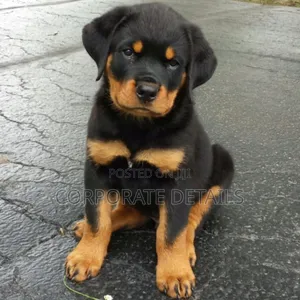 1-3 months Male Purebred Rottweiler