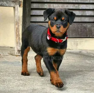 1-3 months Male Purebred Rottweiler