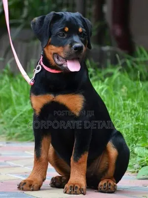 1-3 months Male Purebred Rottweiler