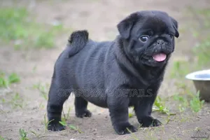1-3 months Female Purebred Pug