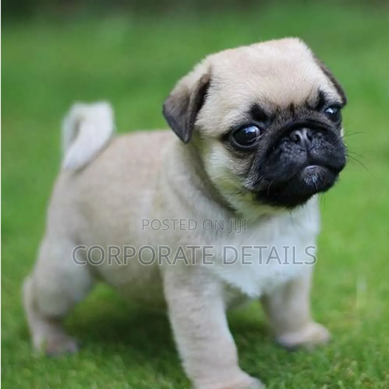 1-3 months Female Purebred Pug