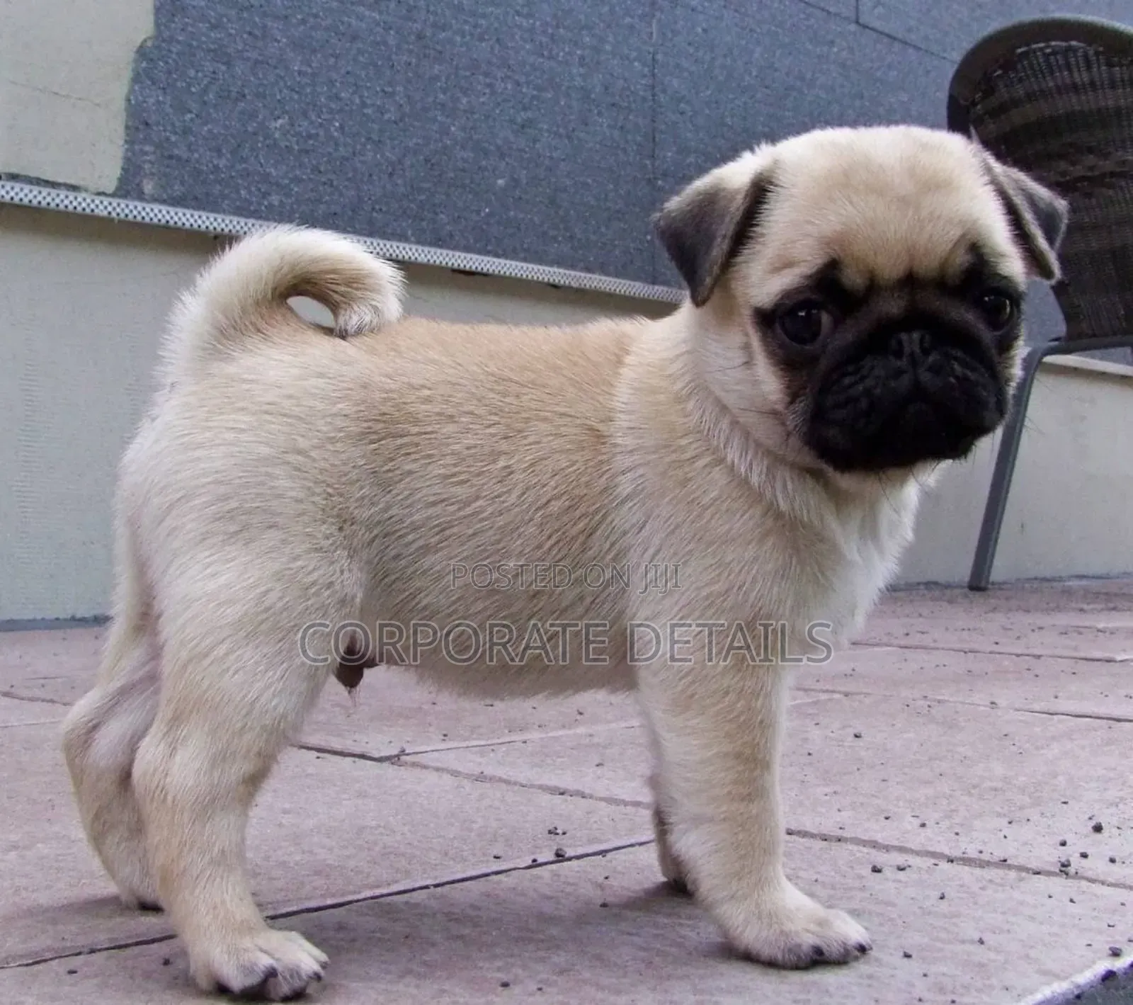 1-3 months Female Purebred Pug