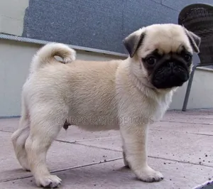 1-3 months Female Purebred Pug