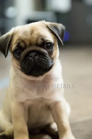 1-3 months Female Purebred Pug
