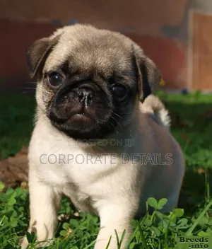 1-3 months Female Purebred Pug