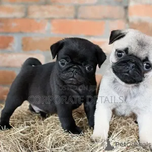 1-3 months Female Purebred Pug