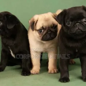 1-3 months Female Purebred Pug