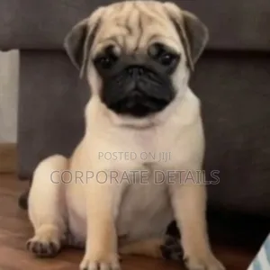 1-3 months Female Purebred Pug