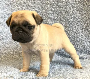 1-3 months Female Purebred Pug