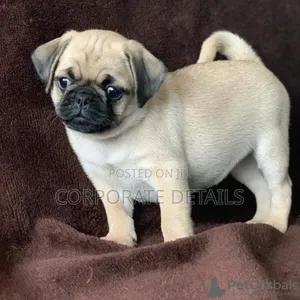1-3 months Female Purebred Pug
