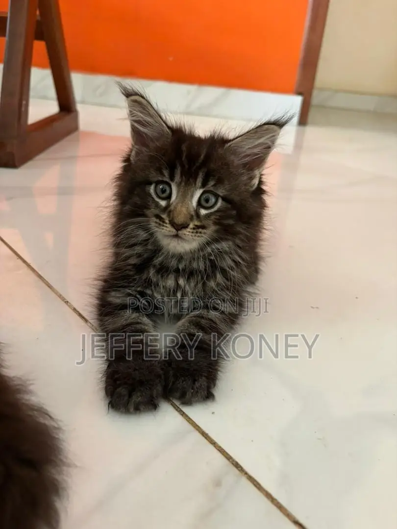 1-3 months Male Purebred Maine Coon