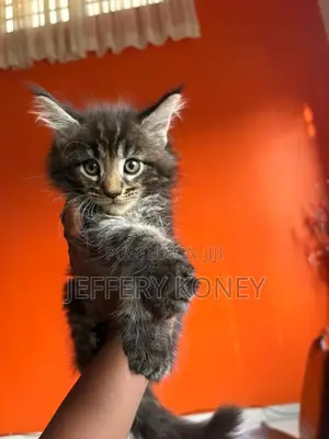 1-3 months Male Purebred Maine Coon